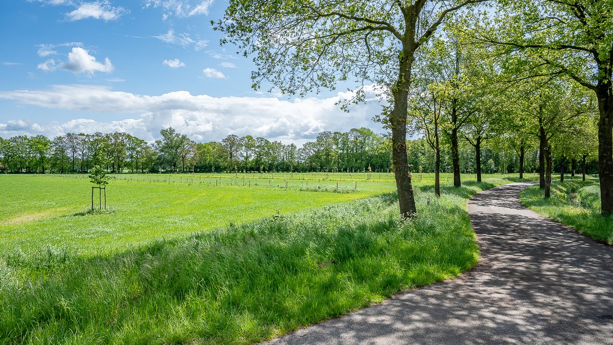 Rij bomen langs een grasperceel, met schaduw over het gras