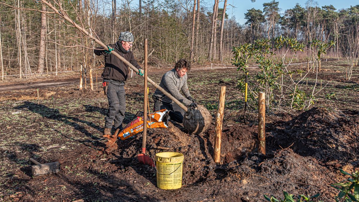 Twee mannen planten een boom met kluit