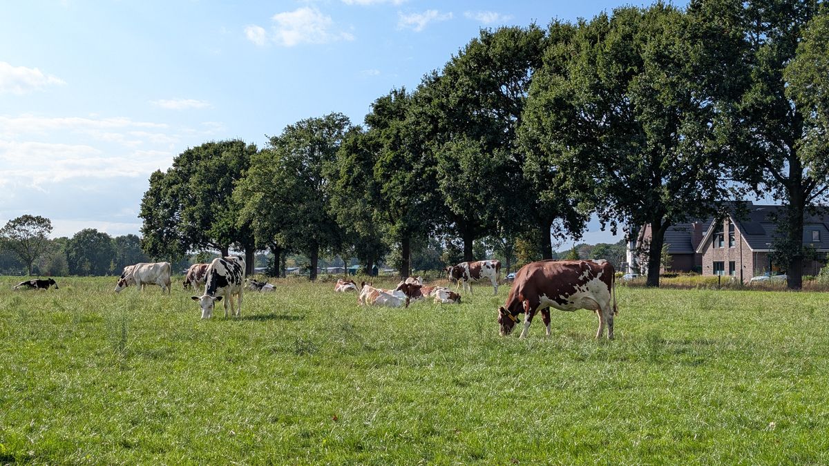 Koeien grazen onder een rij bomen op de rand van het perceel