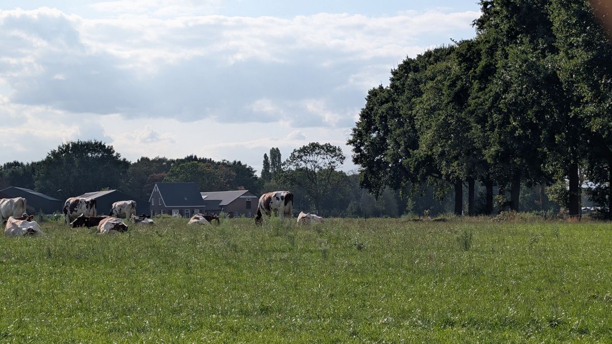 Koeien in de wei