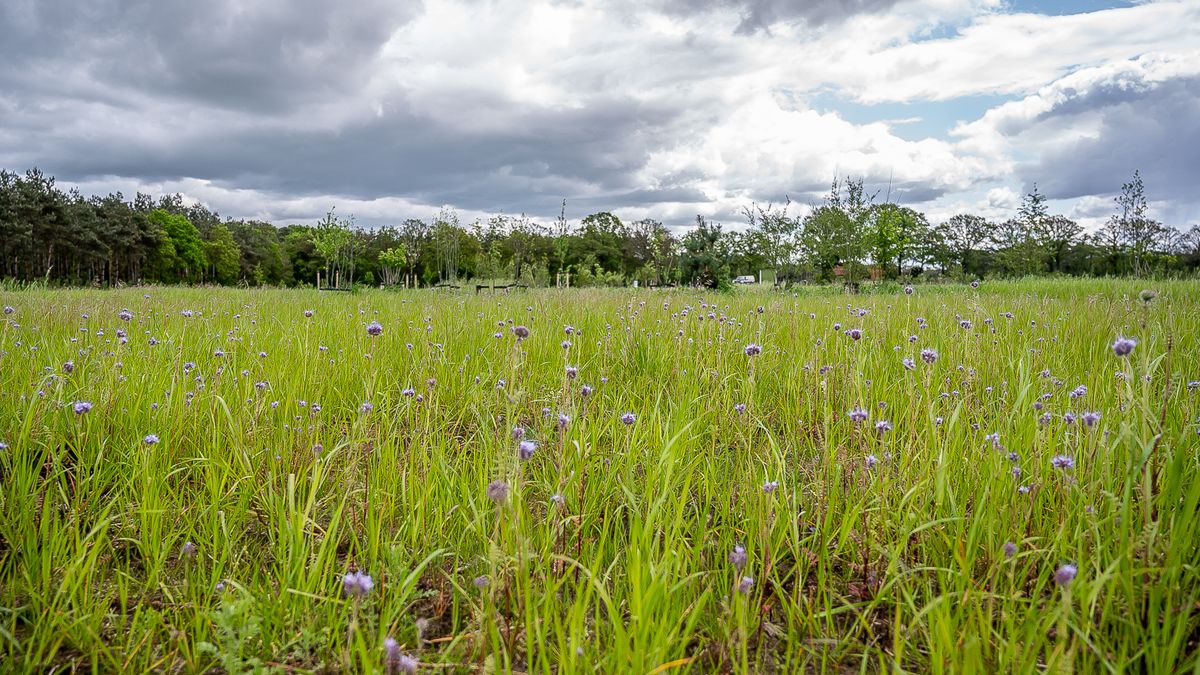 Kruidenrijk grasland met opgaande begroeiing op de achtergrond