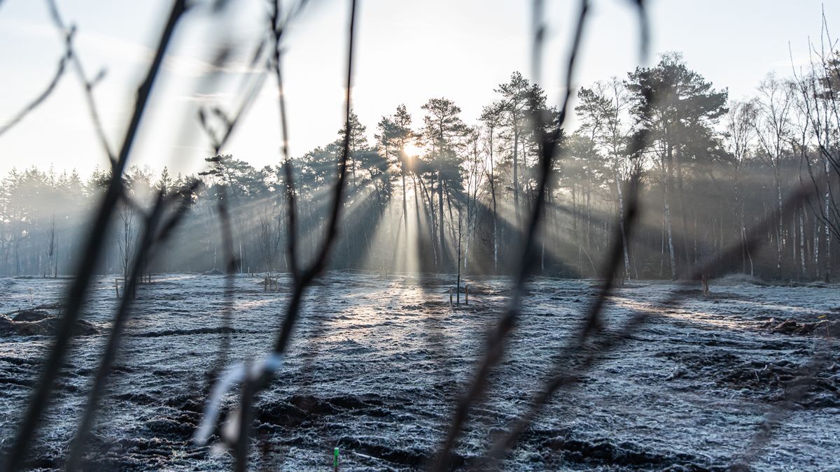 Winterlicht over een pas aangeplant perceel