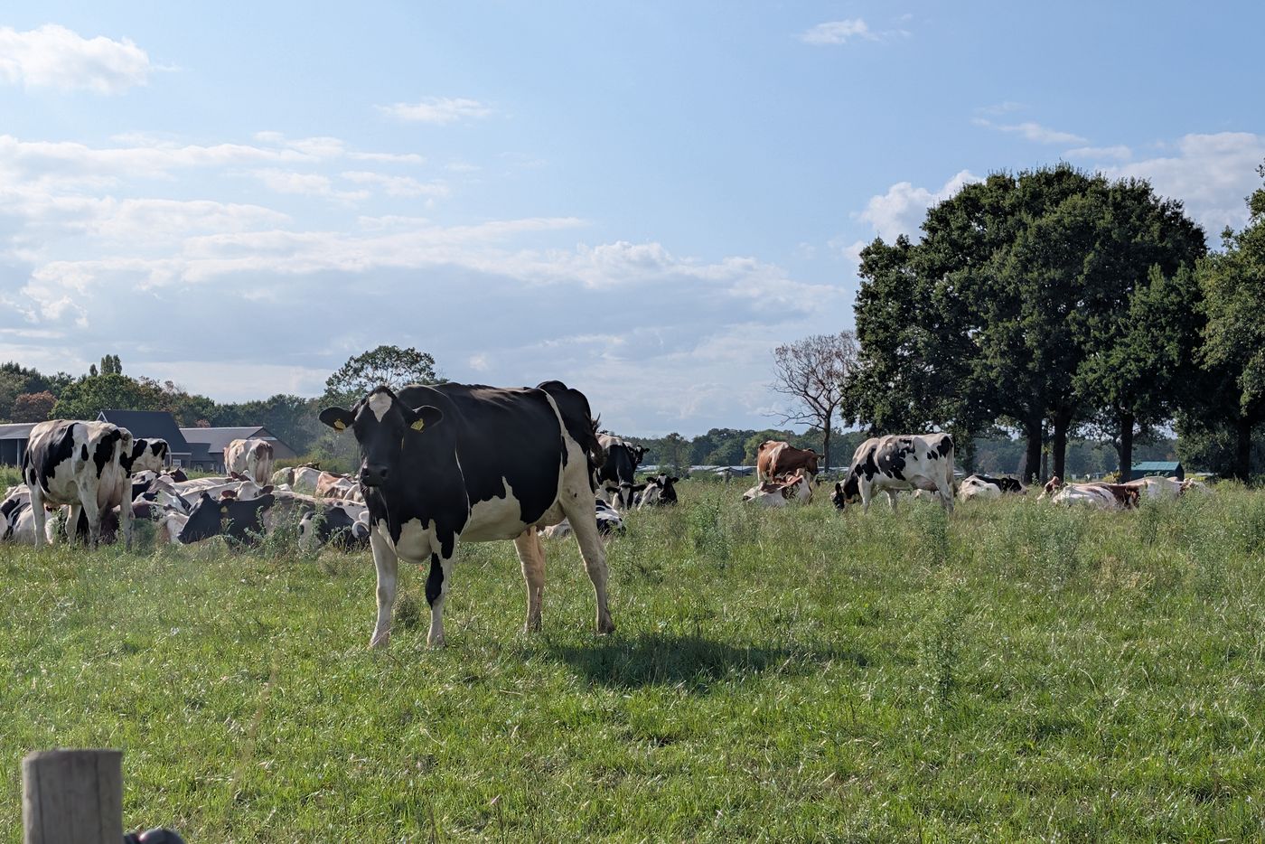 Melkvee in de wei