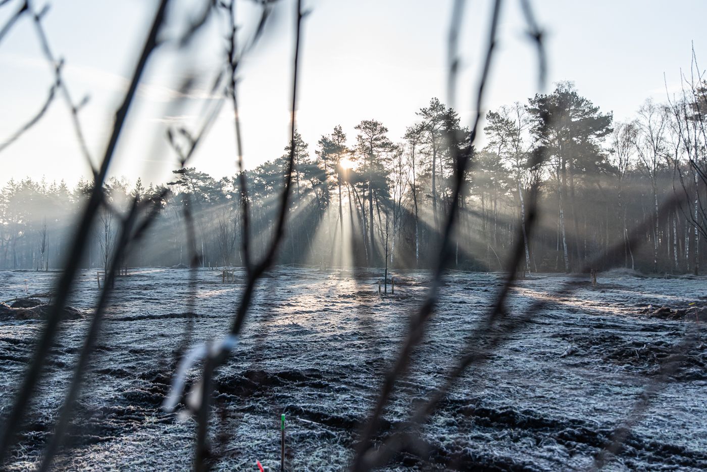 Winterlicht over een pas aangeplant perceel